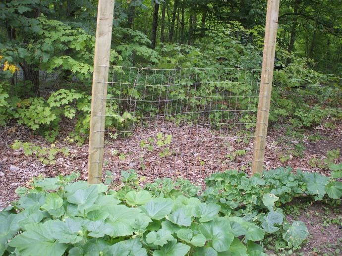 Pole bean fence