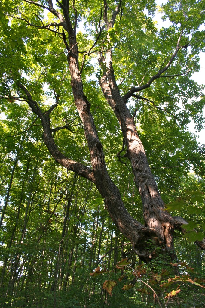 Clyde tilt, Photo Credit: Colleen Murphy