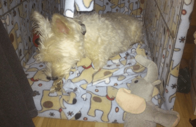 March... Riley is enjoying his grate!