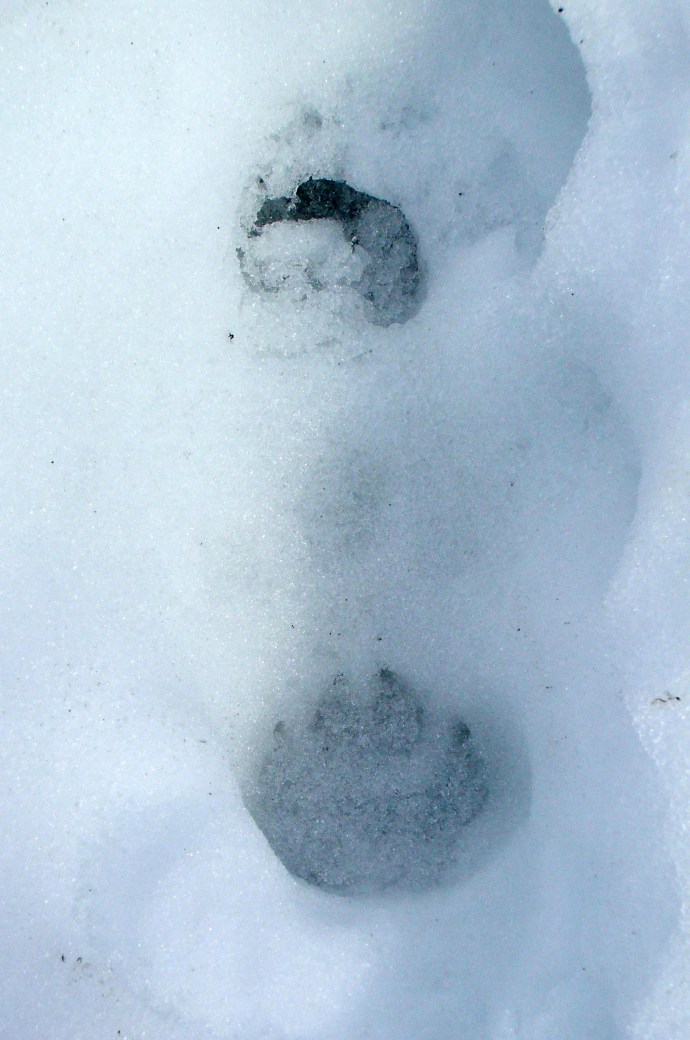Big paw prints