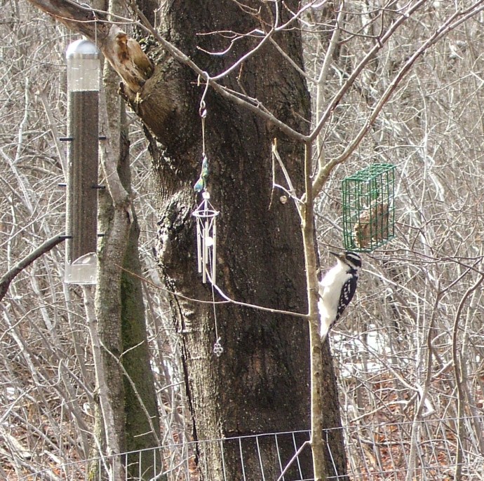 Hairy Woodpecker