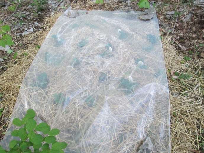 covered strawberries