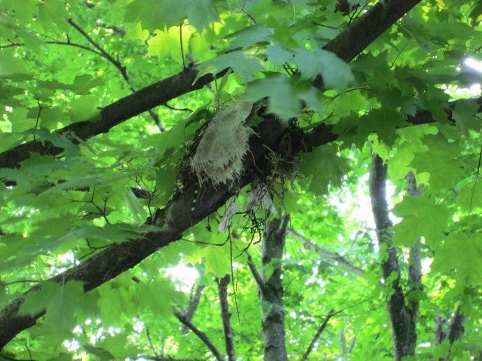 Nest near the North door