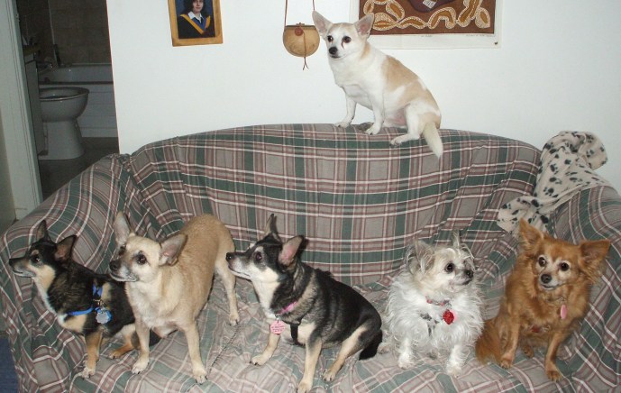 Josh, Tippy, Danny, Imp, Minnie and Honey enjoy some time together.  