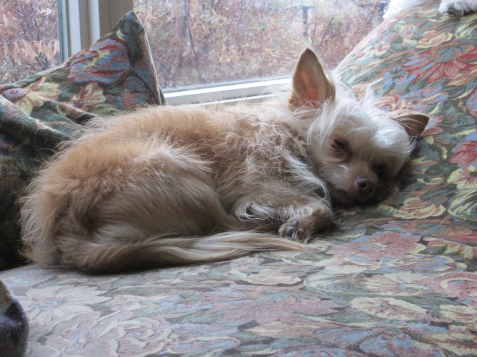 Dieter napping in the January Sun