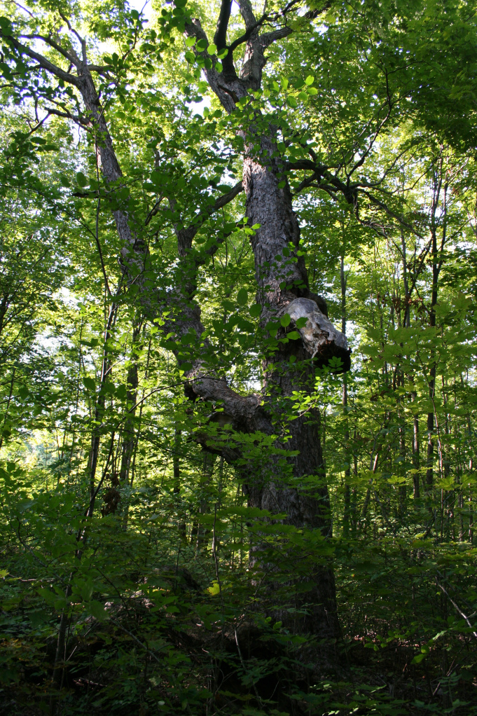 clyde-from-the-south