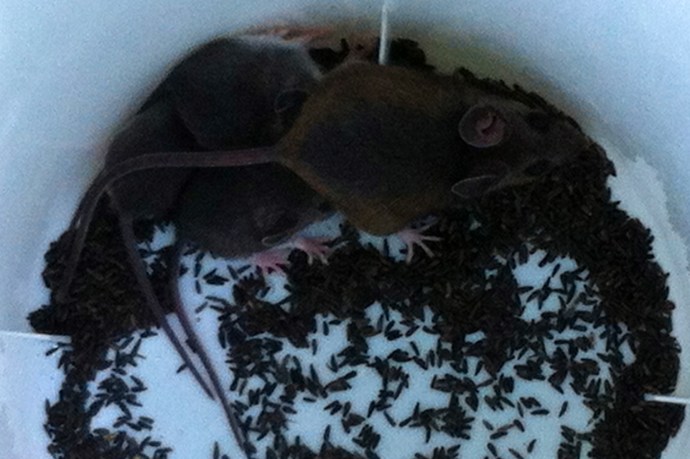 mom and baby with niger seeds