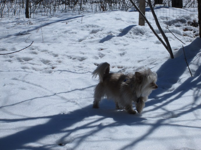 Our most recent rescue, Dieter out for a little above the snow jaunt.